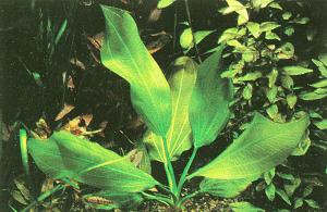 Echinodorus Elephant